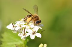 Zonandrena flavipes